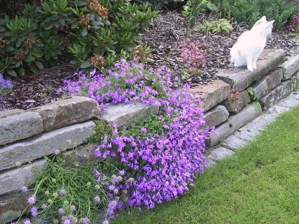 Campanula portenschlagiana Birch Hybrid 02.jpg